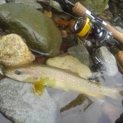 九頭竜川水系でイワナ釣り